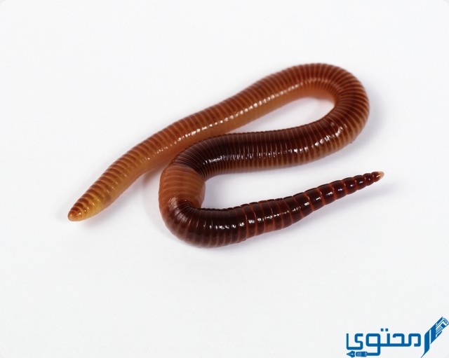 ماء به دود في المنام