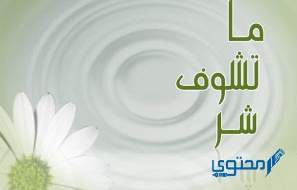 الرد على ما تشوف شر بعبارات لكل المواقف