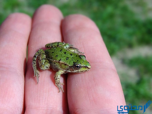 ماذا يسمى صغير الضفدع
