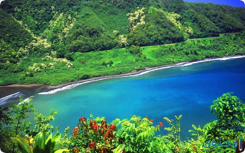 شهر العسل في هاواي