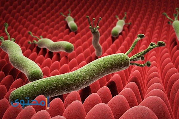 متى تموت جرثومة المعدة