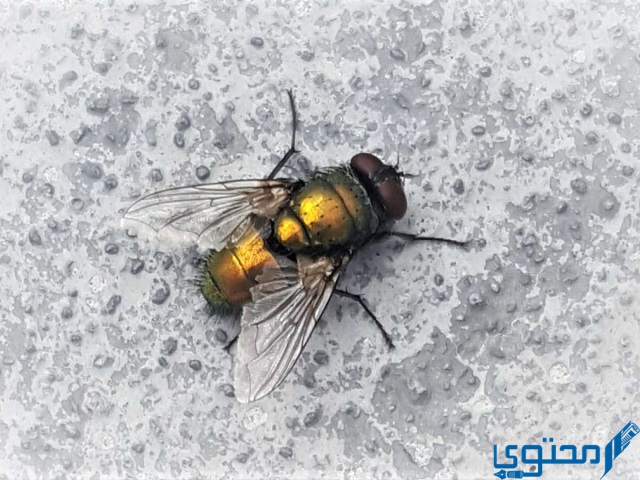 متى يكثر الذباب في أي فصل؟