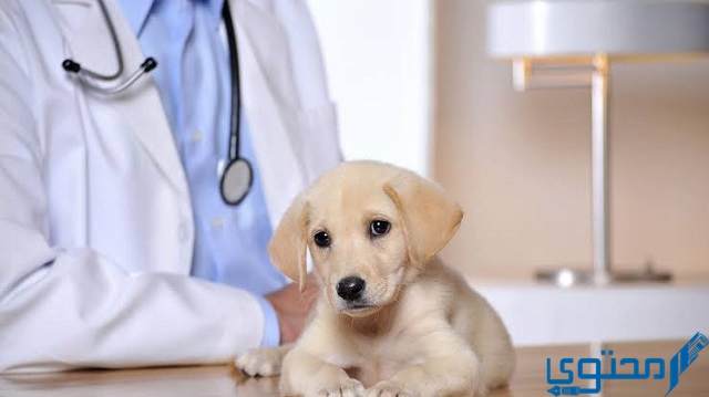 مطلوب طبيب بيطري حيوانات أليفة