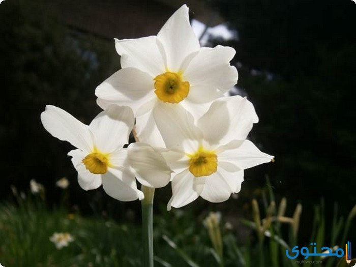 أزهار النرجس