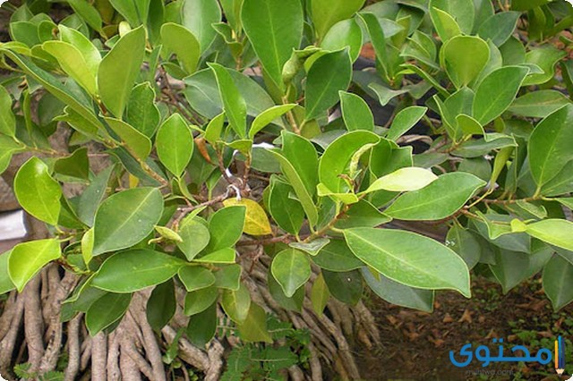 معلومات عن شجر الفيكس