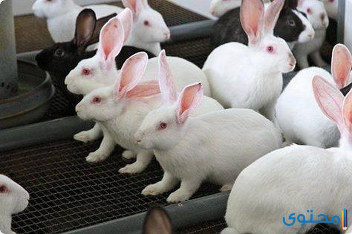 أنواع الأرانب