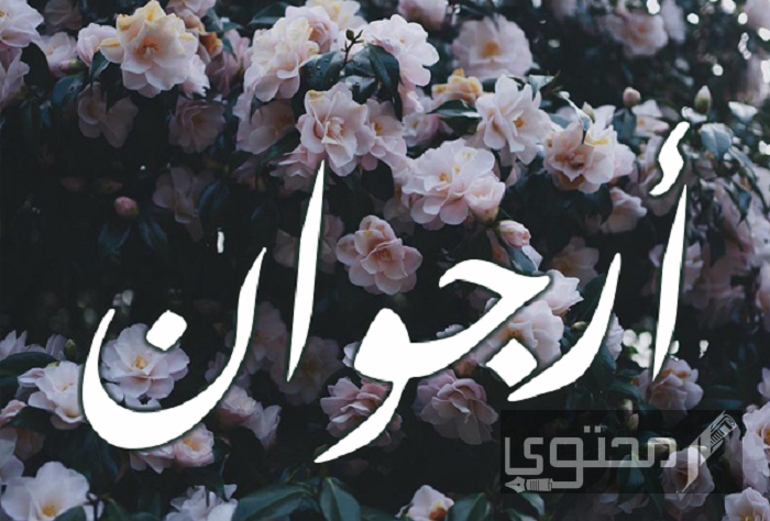 معنى اسم أرجوان وحكم تسميته بالإسلام