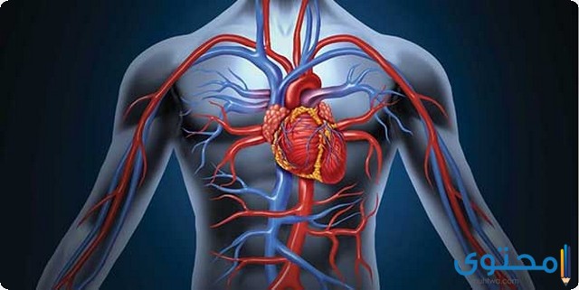 مكونات الجهاز الدوري