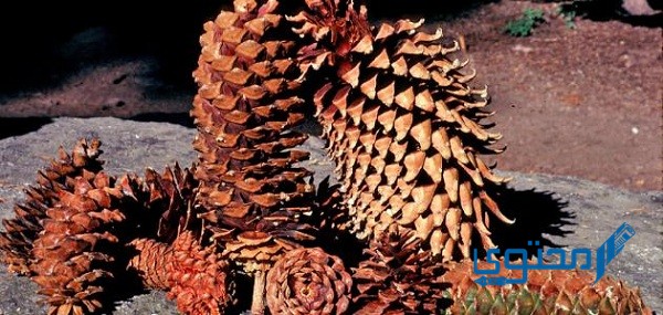 خصائص النباتات معراة البذور