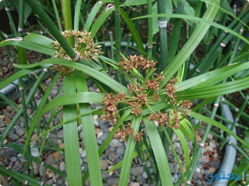 فوائد زيت السعد