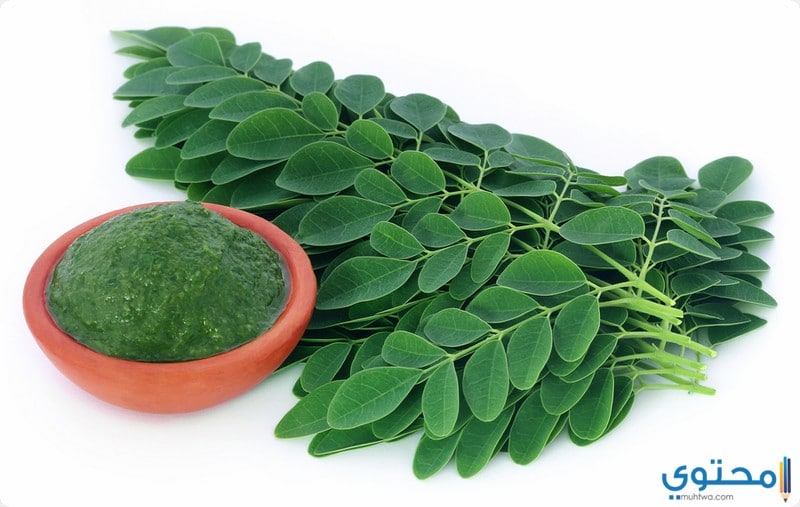 فوائد المورينجا