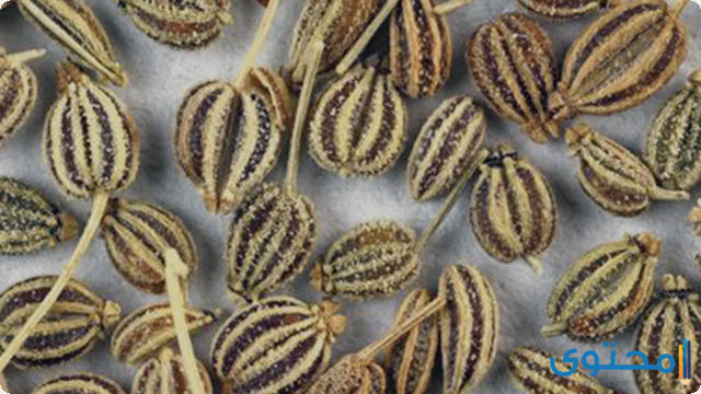 نبات النخوه وما هي خصائصه