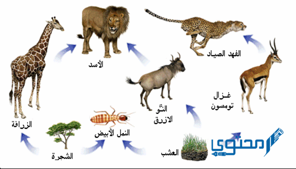 نموذج يبين كيف تنتقل الطاقة في الغذاء من مخلوق حي إلى آخر