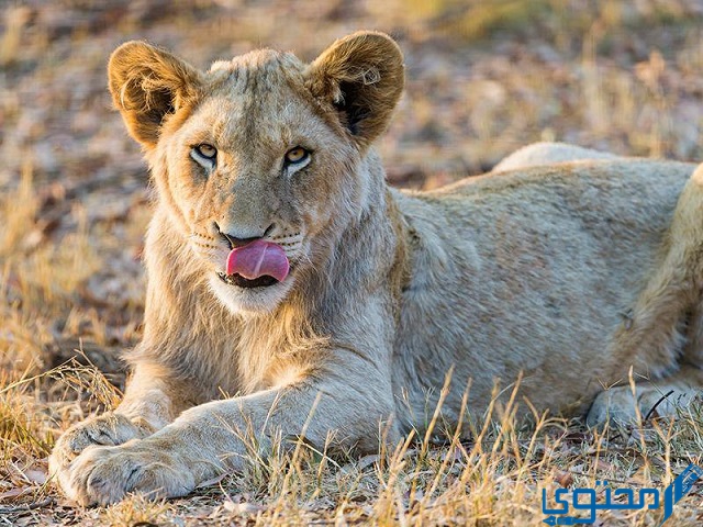 هل الأسود تأكل البشر؟