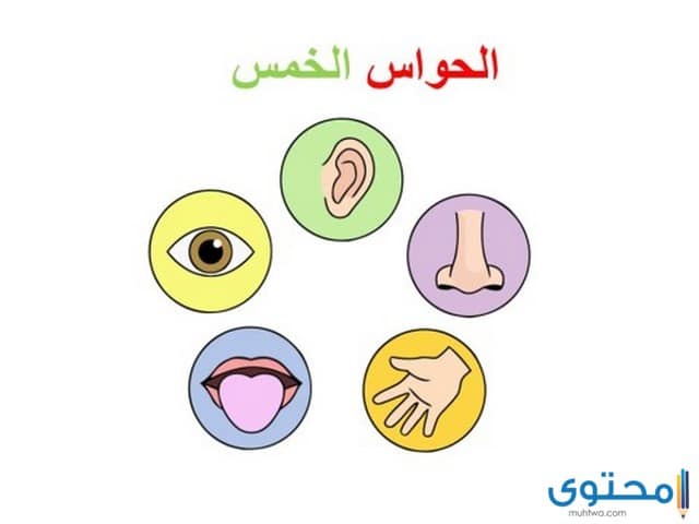 الحواس الخمسة