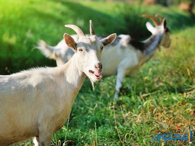 هل تعلم عن الحيوانات