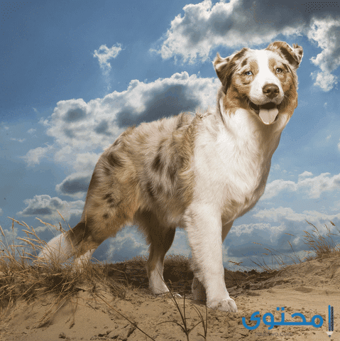 هل تعلم عن الكلاب