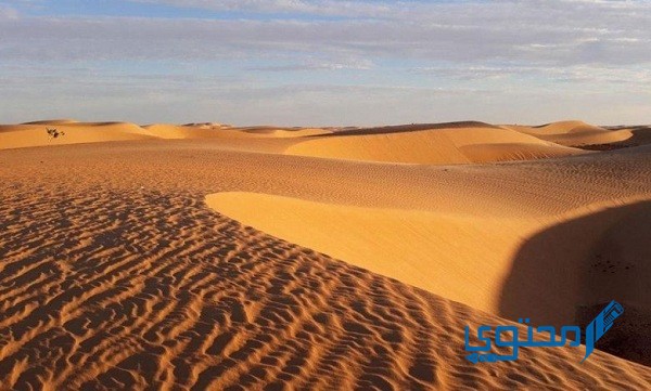 وش معنى طعس