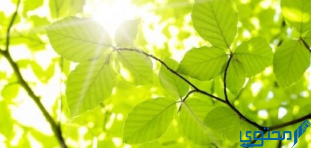 يتم تصنيع الغذاء في النبات في